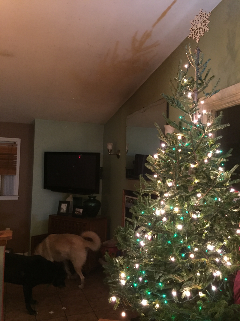 Illustration for article titled Fresh or fake tree & why? White, monochromatic color, multi~color or a combination of lights & why? Favorite or most sentimental ornament & why? Go! (also, holiday hi~jinx or happiness Open Thread)